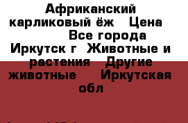 Африканский карликовый ёж › Цена ­ 6 000 - Все города, Иркутск г. Животные и растения » Другие животные   . Иркутская обл.